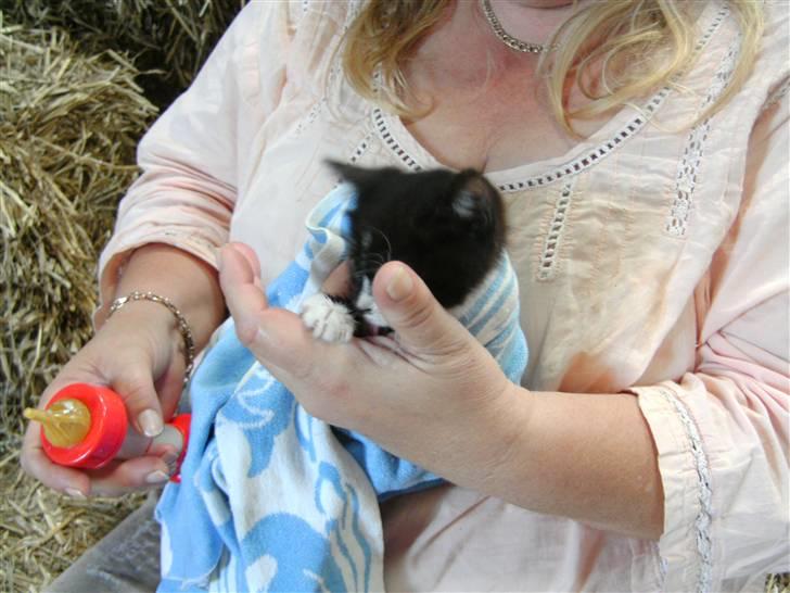 Huskat Olivia R.i.P. - har lige fået mam billede 1