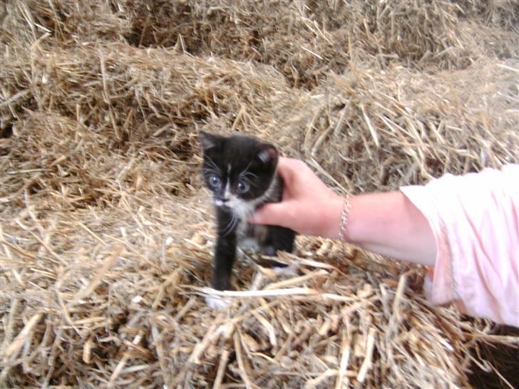 Huskat Olivia R.i.P. - jeg bliver nød til at holde på hende ellers vælter den lille pjevs billede 2