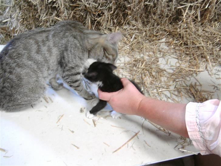 Huskat Olivia R.i.P. - hendes mor elsker hende  billede 5