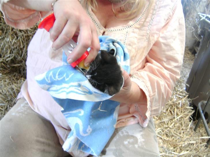 Huskat Olivia R.i.P. - får lige lidt mælk billede 7