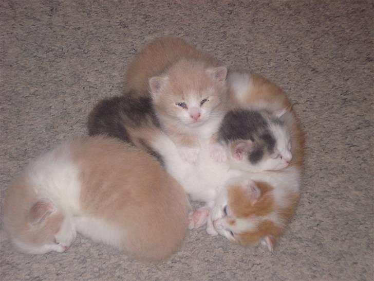 Blanding af racer mille - milles killinger. Der er 2 hanner og 2 hunner billede 13