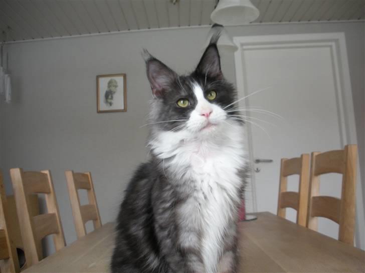 Maine Coon Coon Danica Poker Face - 4-9-09 billede 9