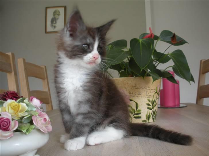 Maine Coon Coon Danica Poker Face - 4-9-09 billede 10