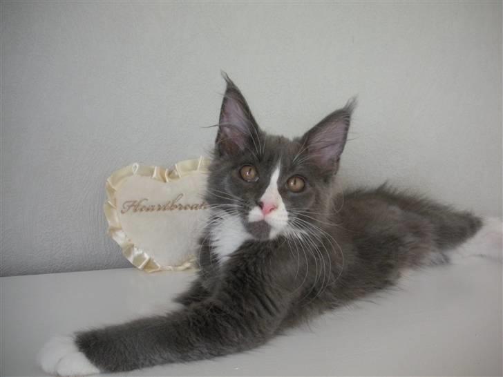 Maine Coon Langstteich In Petto billede 15