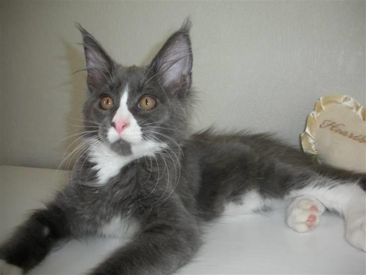 Maine Coon Langstteich In Petto billede 16