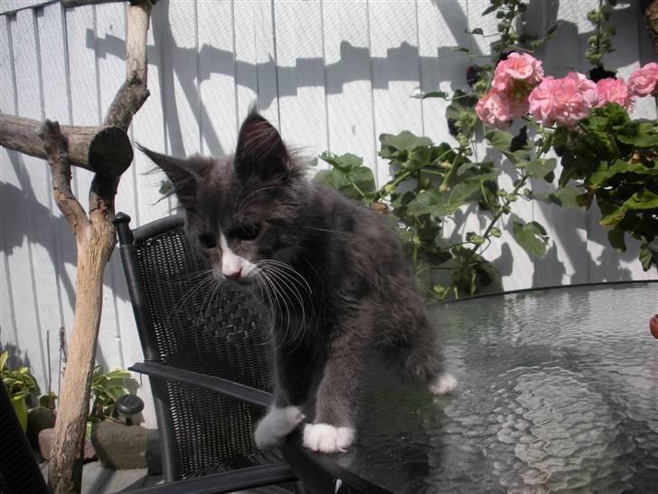 Maine Coon Langstteich In Petto billede 17