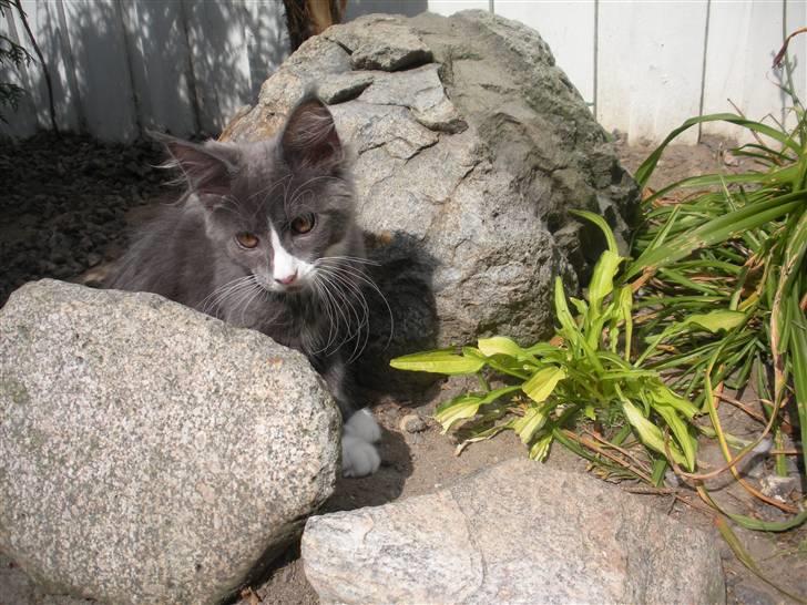 Maine Coon Langstteich In Petto billede 18