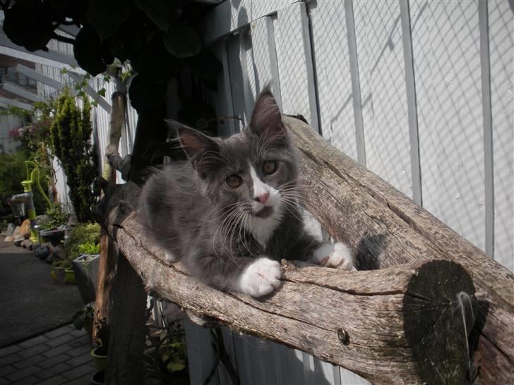 Maine Coon Langstteich In Petto billede 19