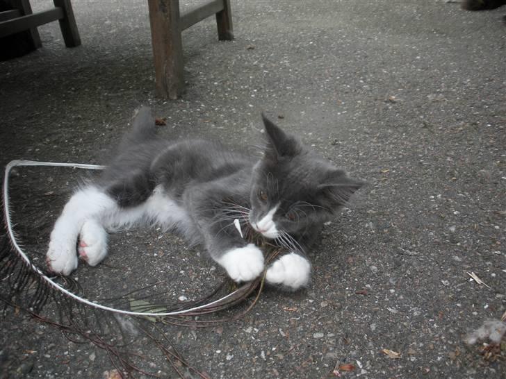 Maine Coon Langstteich In Petto billede 20