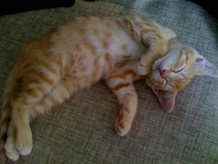 Huskat Buller billede 1