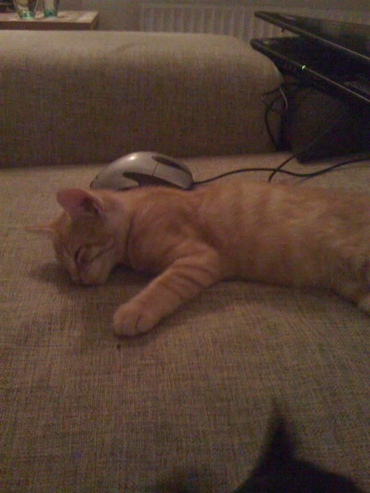 Huskat Buller billede 2