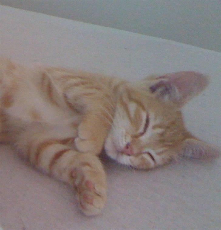 Huskat Buller billede 3