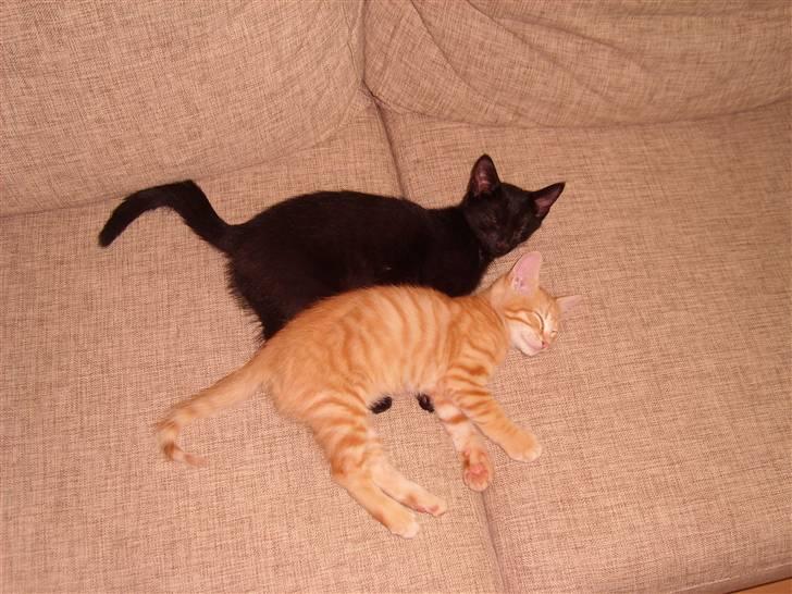 Huskat Buller billede 4