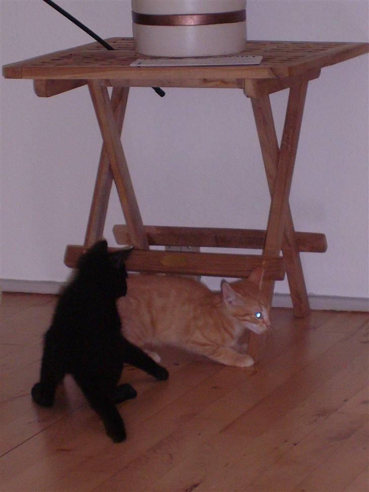 Huskat Buller billede 5