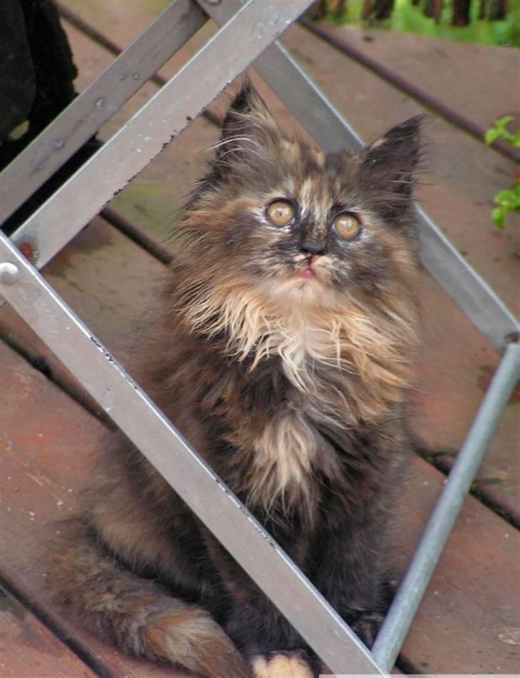 Blanding af racer camille(nu min mors) billede 1