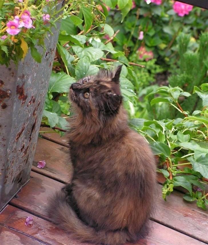 Blanding af racer camille(nu min mors) billede 2