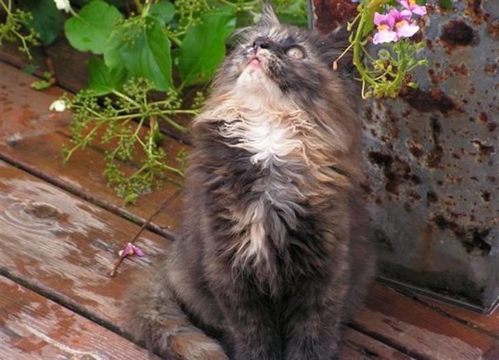 Blanding af racer camille(nu min mors) billede 3