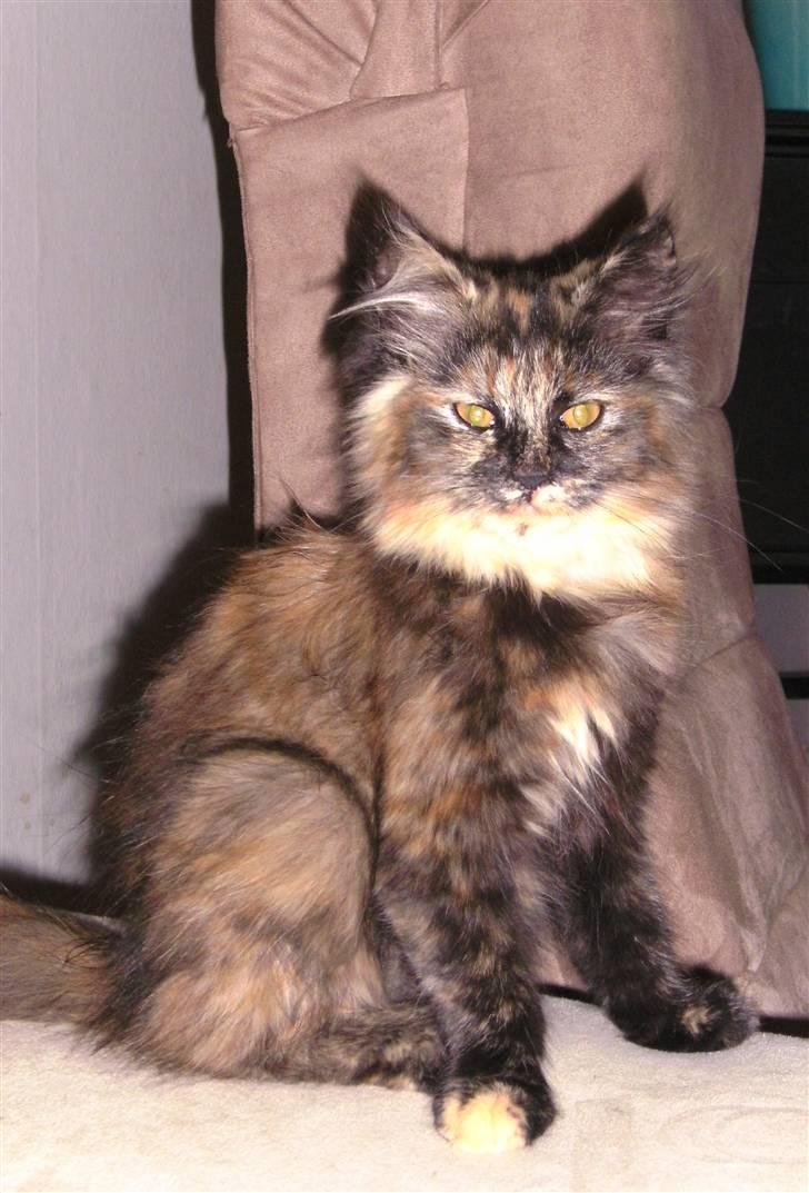 Blanding af racer camille(nu min mors) billede 4