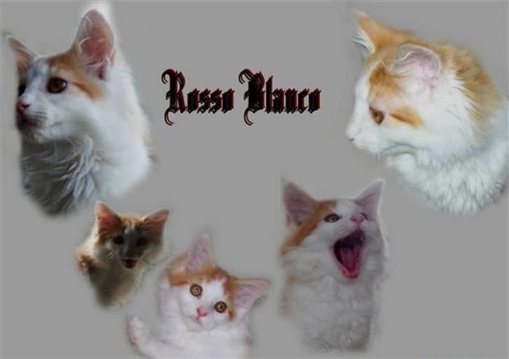 Norsk Skovkat iver R.i.P - billed taget af britta amigo billede 1