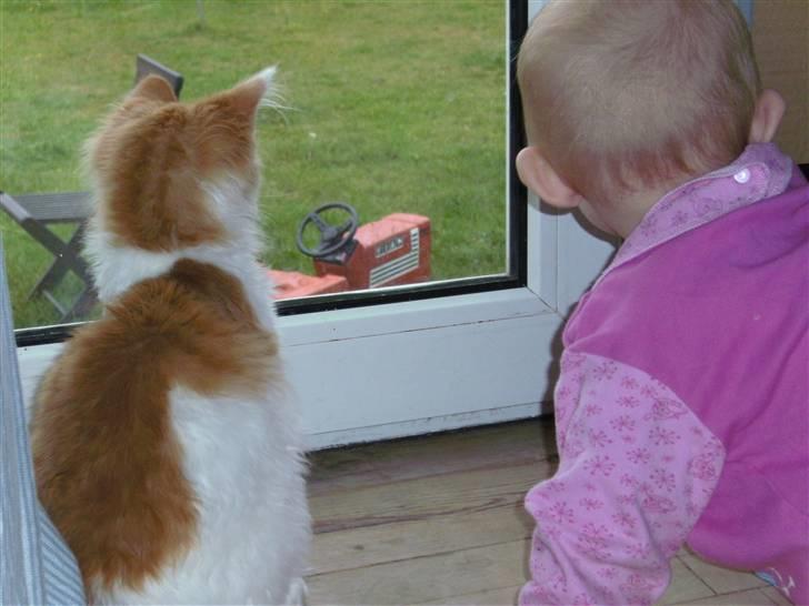 Norsk Skovkat iver R.i.P billede 2