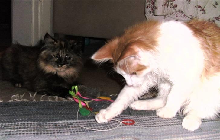 Norsk Skovkat iver R.i.P billede 3