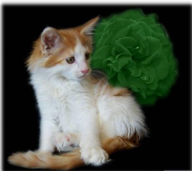 Norsk Skovkat iver R.i.P - billed taget af britte amigo billede 4