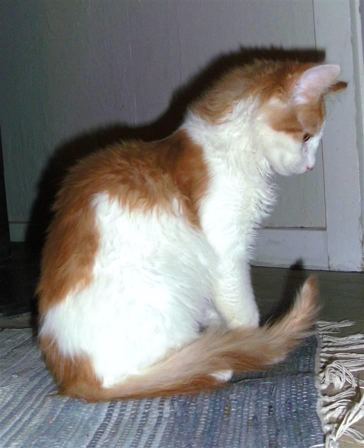 Norsk Skovkat iver R.i.P billede 5