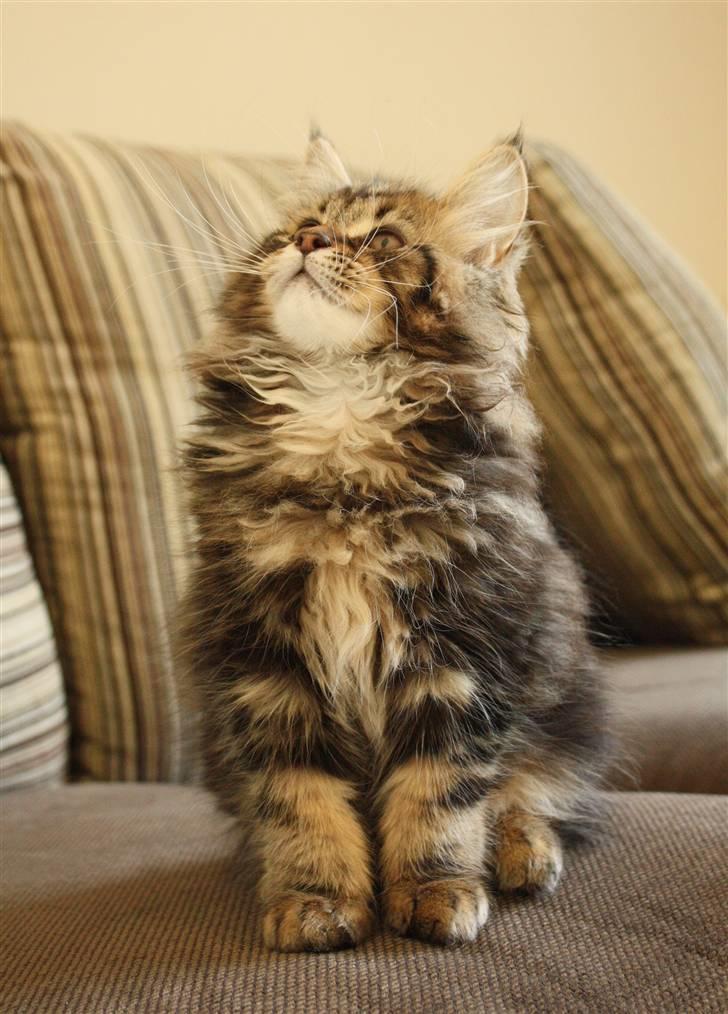 Blanding af racer Luffe billede 5