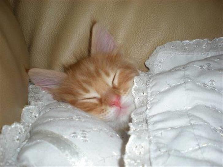 Maine Coon Oscar billede 2