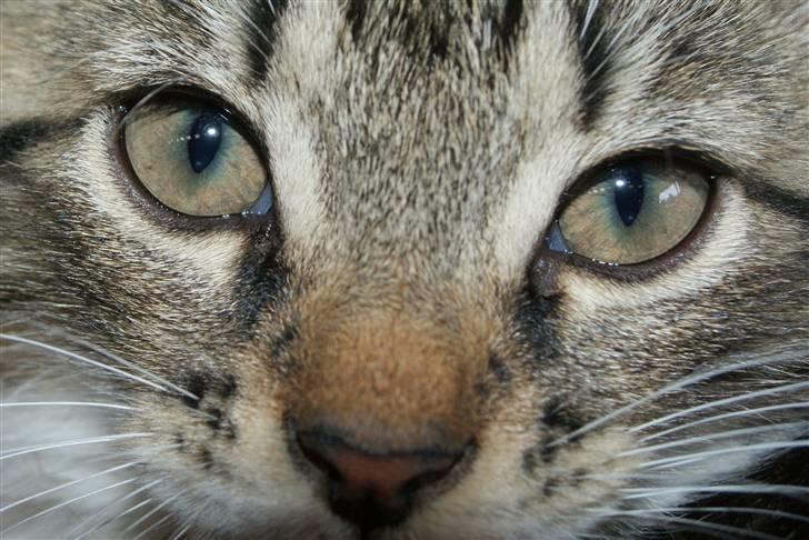 Blanding af racer Mack billede 11