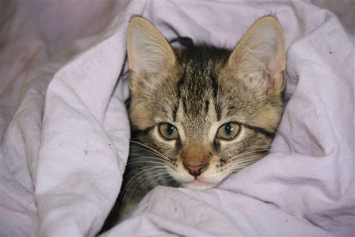 Blanding af racer Mack billede 12