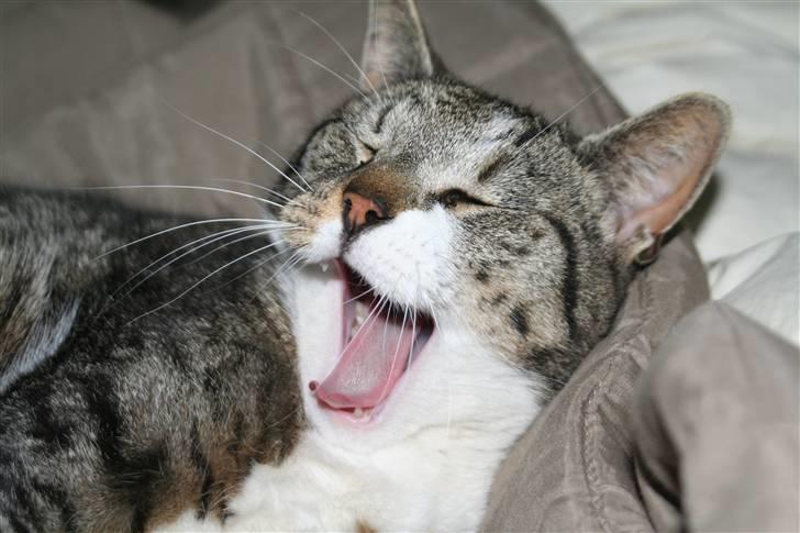 Blanding af racer Pjuske | Pjuller billede 2