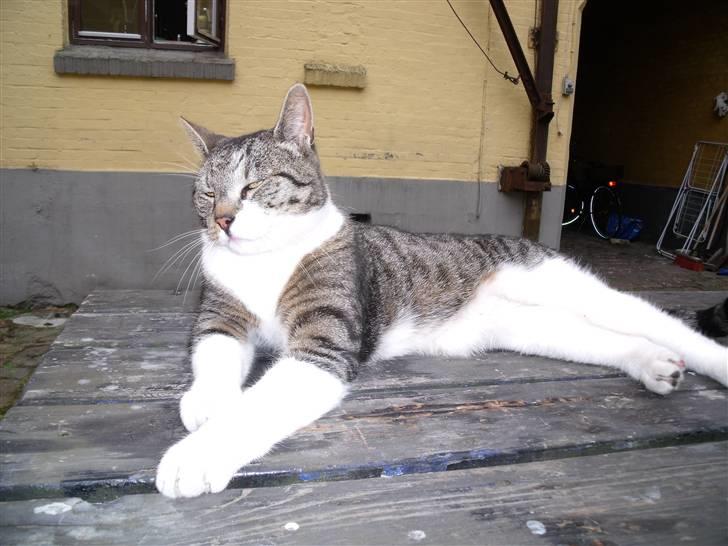 Blanding af racer Pjuske | Pjuller billede 3