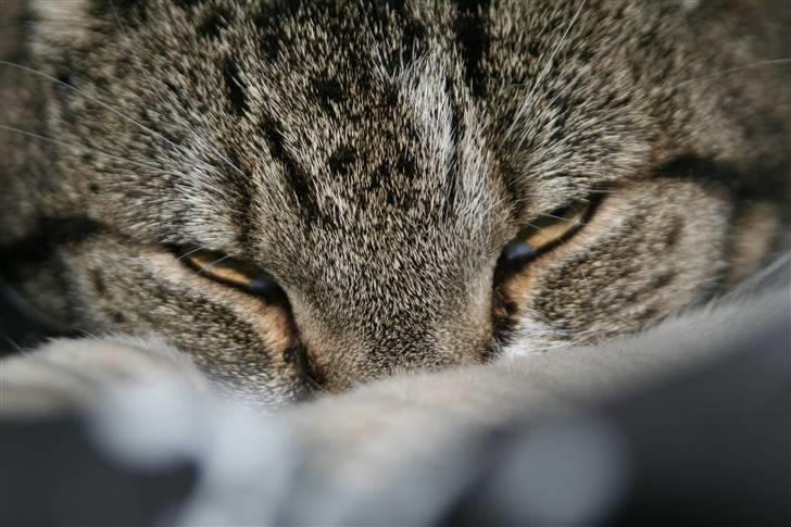 Blanding af racer Pjuske | Pjuller billede 4