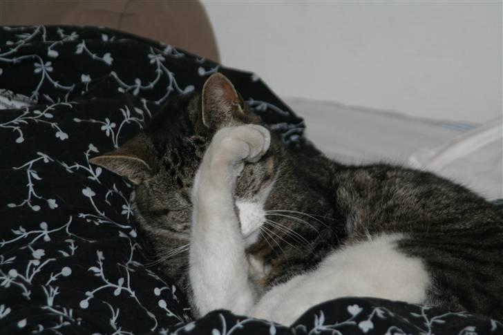 Blanding af racer Pjuske | Pjuller billede 5