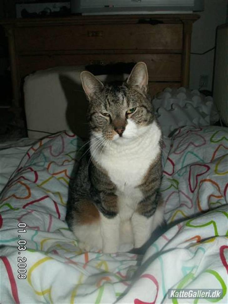 Blanding af racer Pjuske | Pjuller billede 6