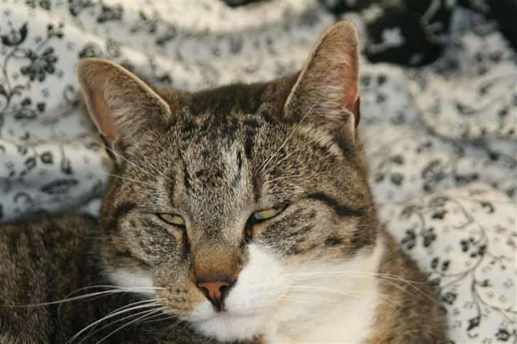 Blanding af racer Pjuske | Pjuller billede 7