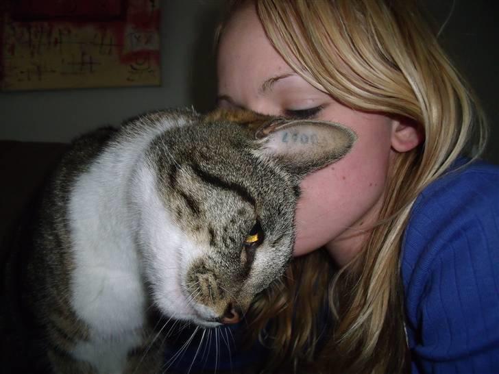 Blanding af racer Pjuske | Pjuller billede 8