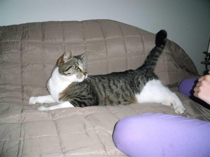 Blanding af racer Pjuske | Pjuller billede 9