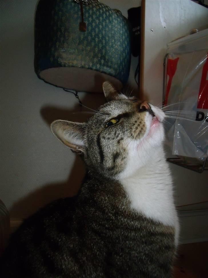 Blanding af racer Pjuske | Pjuller billede 10