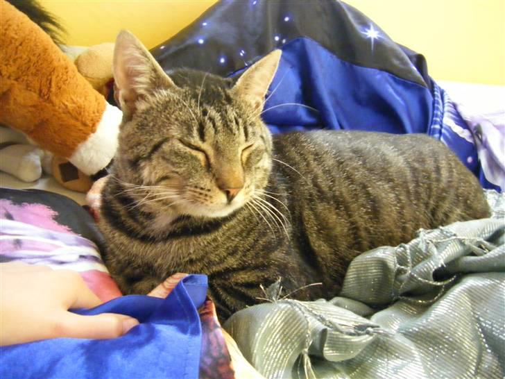 Blanding af racer Loui - Sover Zzz... billede 18