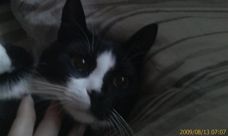 Blanding af racer Spotty - Godmorgen... billede 1