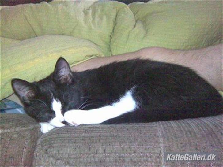 Blanding af racer Spotty - Det er dejligt at sove sammen med far billede 2