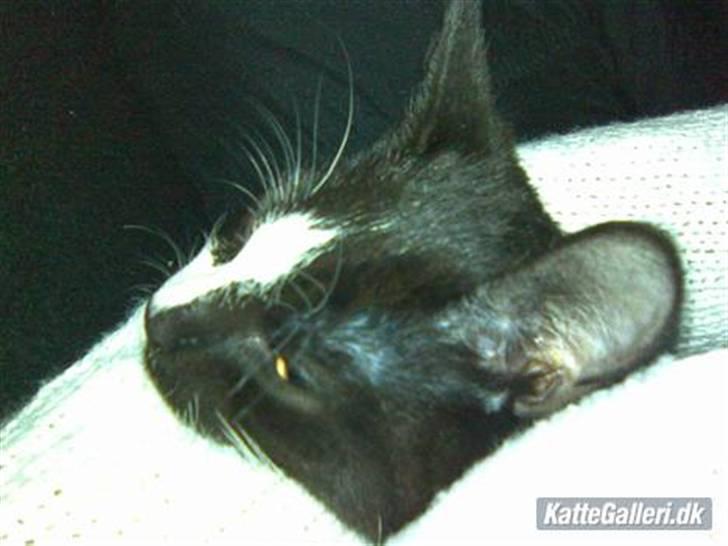 Blanding af racer Spotty - Vi Putter lige ved mor billede 3