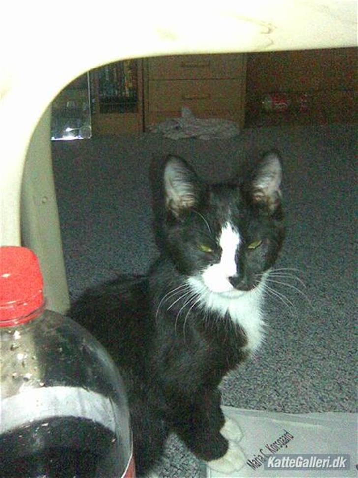 Blanding af racer Spotty - Hvad vil du mor? billede 4