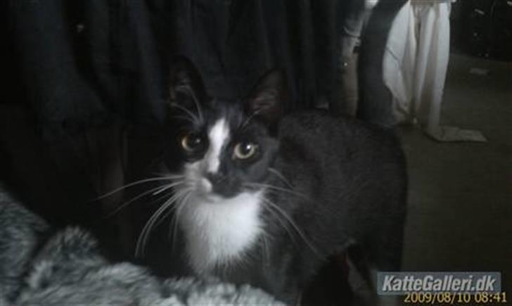 Blanding af racer Spotty - Hvad? billede 5