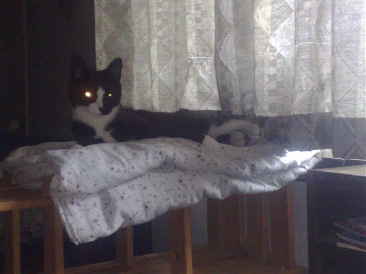 Blanding af racer Spotty - Min seng er god billede 6