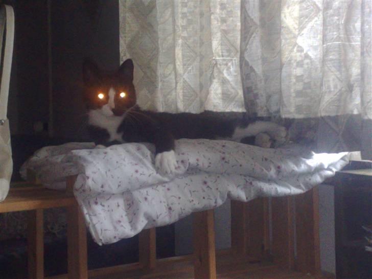 Blanding af racer Spotty - Jamen det er den! billede 7