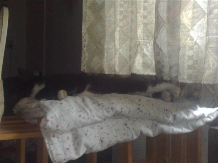 Blanding af racer Spotty - Hold nu op med at tage billeder af mig! billede 8