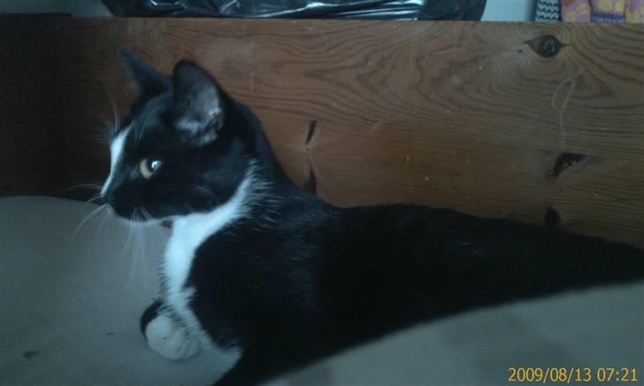 Blanding af racer Spotty - Jeg ligger mig da bare her og ser fin ud billede 9